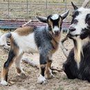 Nigerian Dwarf Colored w/roaning