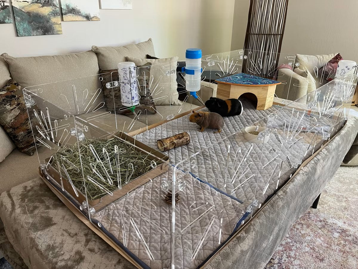 Guinea Pig Colony Habitat