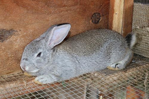 Gray Rabbit Male