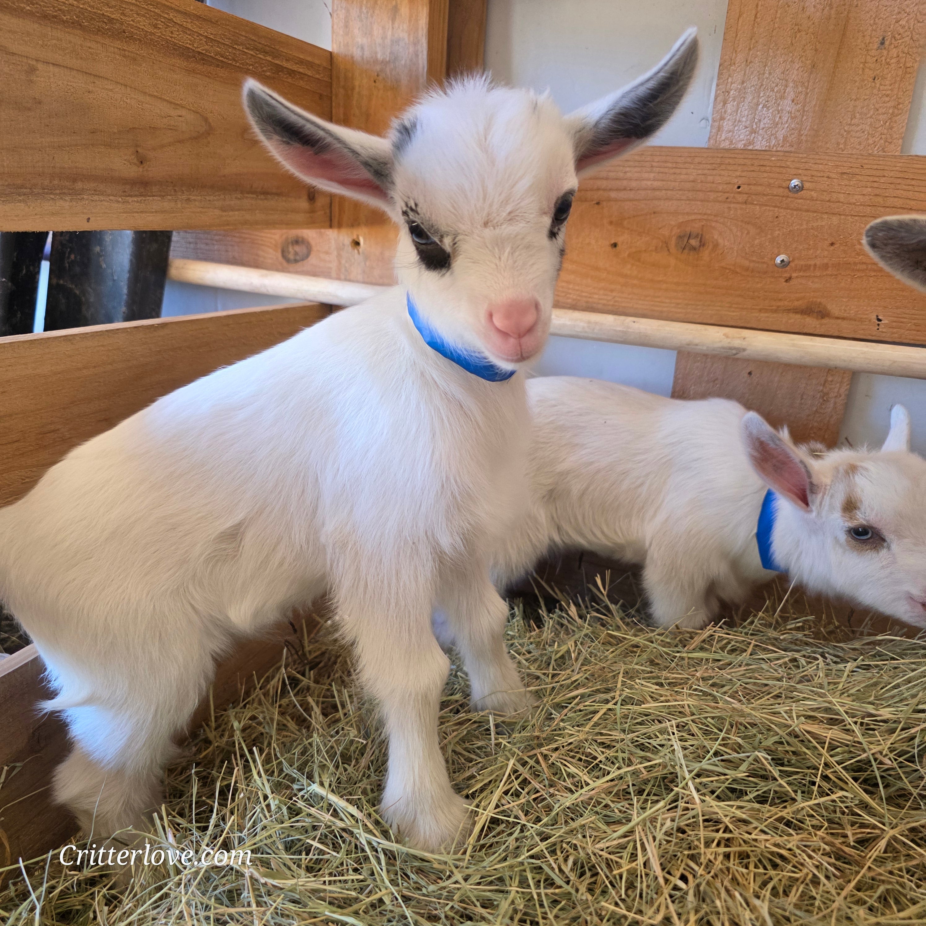 Nigerian Dwarf Colored