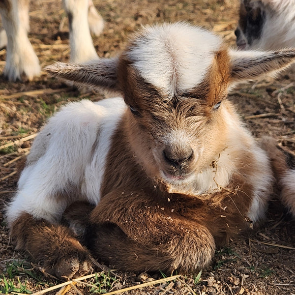 Nigerian Dwarf  Tri-Colored Buckling Blue Eyes