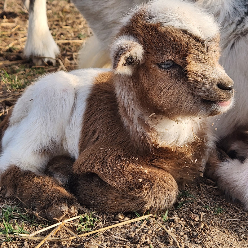 Nigerian Dwarf  Tri-Colored Buckling Blue Eyes