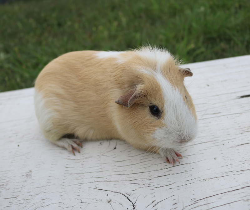 American Guinea Pig Cream & White Male