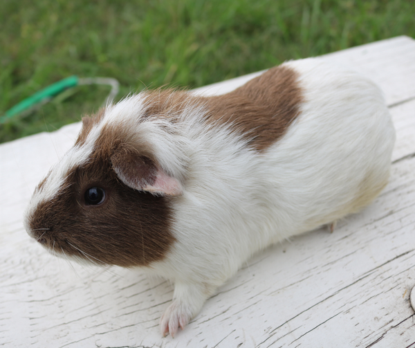 American Guinea Pig Chocolate and White Male