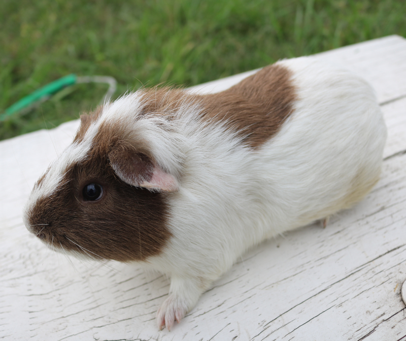 Can guinea pigs have chocolate best sale