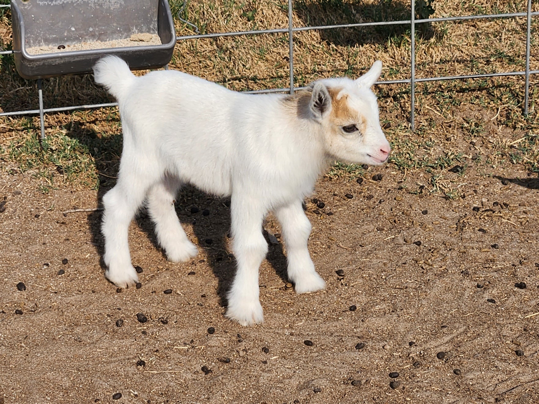 Goats For Sale