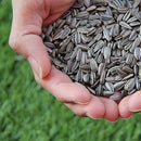 Critter Love® Sunflower Seeds