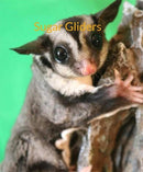 Sugar Glider Care & Information
