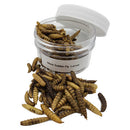 Black Soldier Fly Larvae